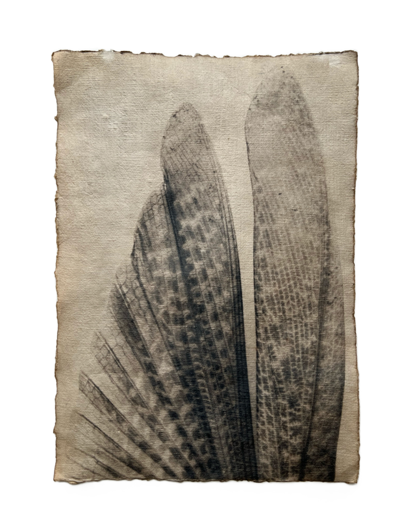 The Ethereal Image Fluctuates in the Play of the Airs, 2024. Toned cyanotype, 36 x 26 cm