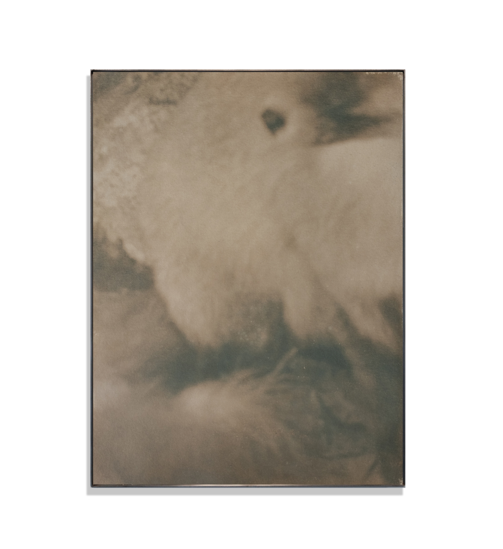 This canine divinity, 2024. Toned cyanotype in stainless steel frame, 61 x 46 cm.